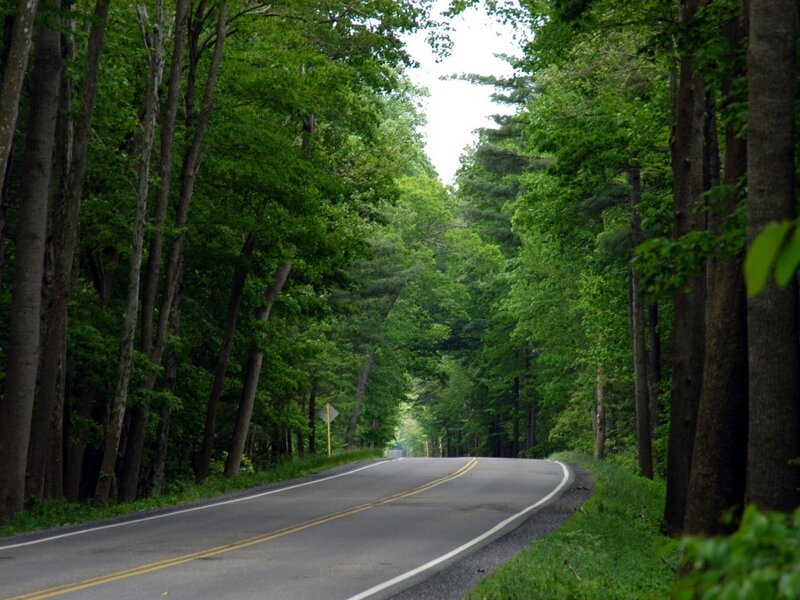 Road Through Forest — Green, Serene, Afternoon, Photograph, Trees, Sign, Gray
