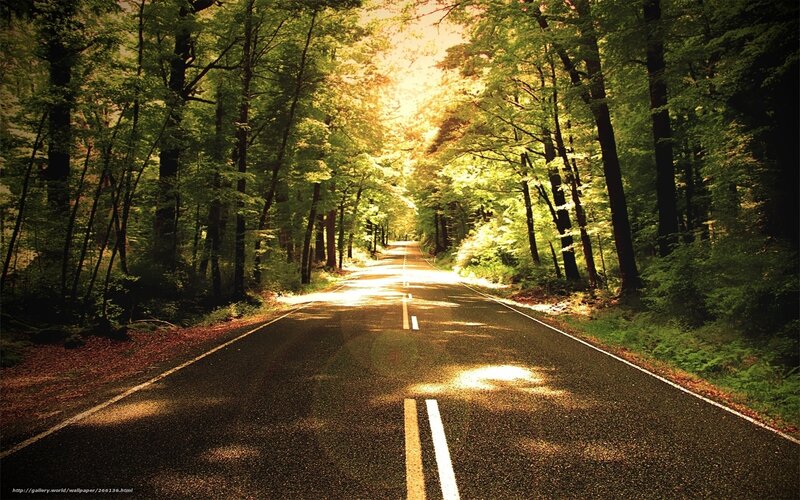 Road Through Forest — Green, Serene, Afternoon, Photograph, Trees, Sunlight