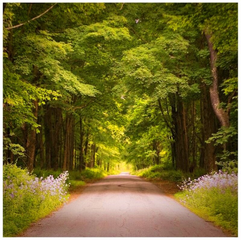 Road Through Forest — Green, Serene, Afternoon, Photograph, Trees