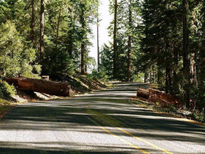 Road Through Forest — Green, Serene, Afternoon