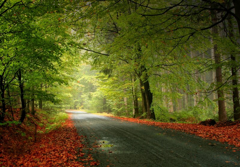 Road Through Forest — Green, Serene, Autumn, Photograph
