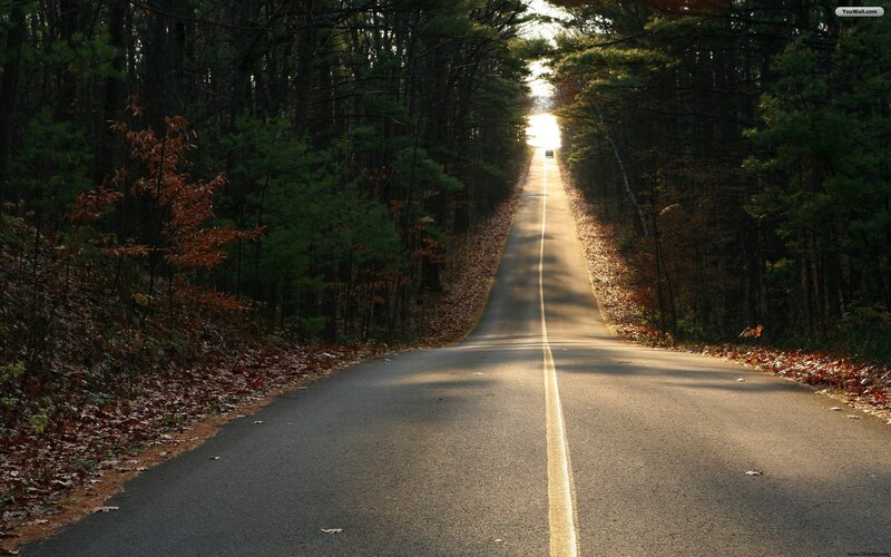 Road Through Forest — Green, Serene, Autumn, Photograph, Trees, Fallen Leaves