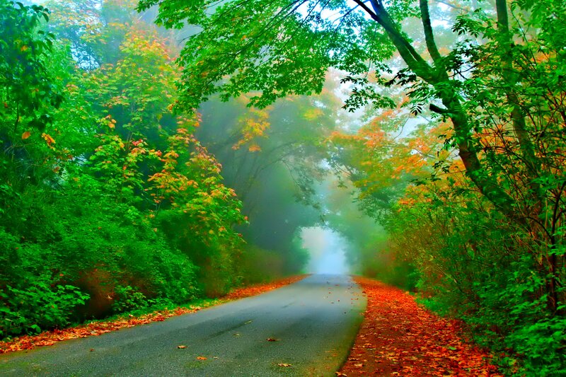 Road Through Forest — Green, Serene, Autumn, Photograph, Trees, Fog