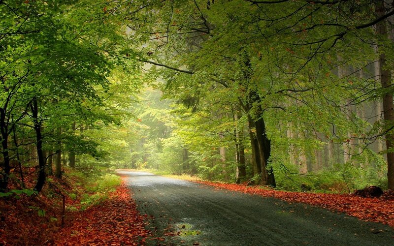Road Through Forest — Green, Serene, Autumn, Photograph, Trees, Leaves, Path, Brown, Gray