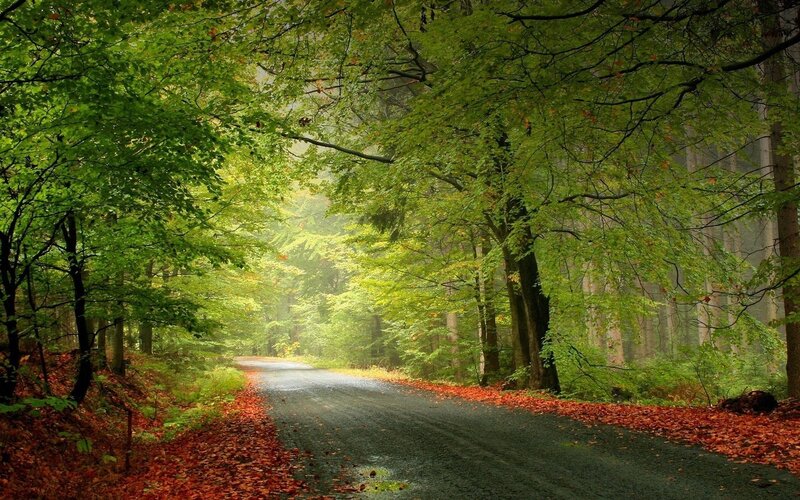 Road Through Forest — Green, Serene, Autumn, Photograph, Trees, Leaves, Path, Red, Gray