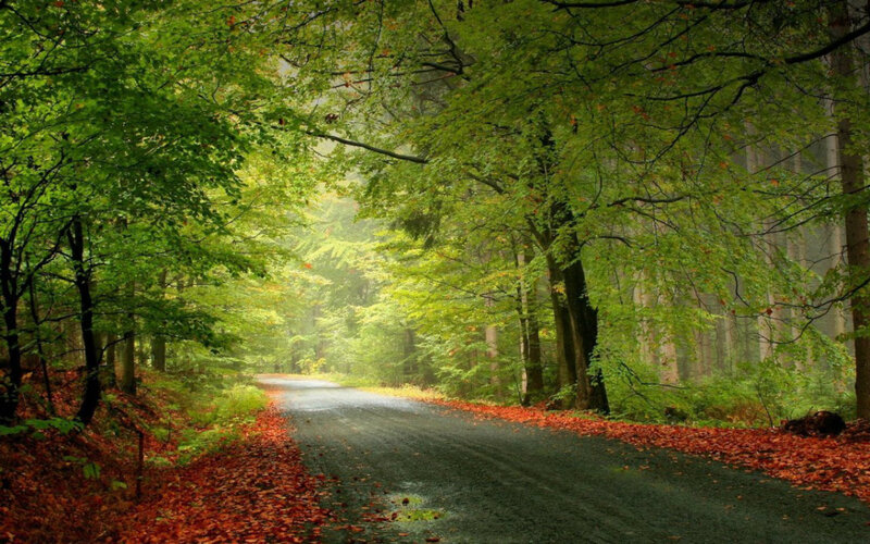 Road Through Forest — Green, Serene, Autumn, Photograph, Trees