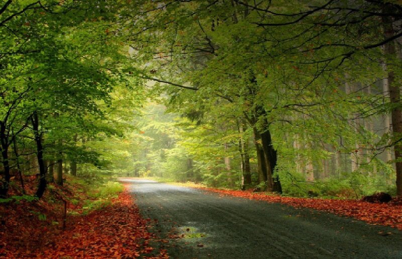 Road Through Forest — Green, Serene, Autumn