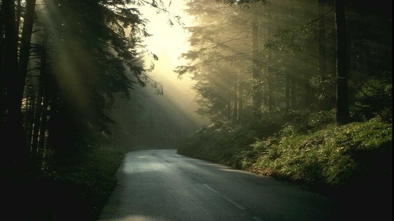 Road Through Forest — Green, Serene, Morning, Photograph