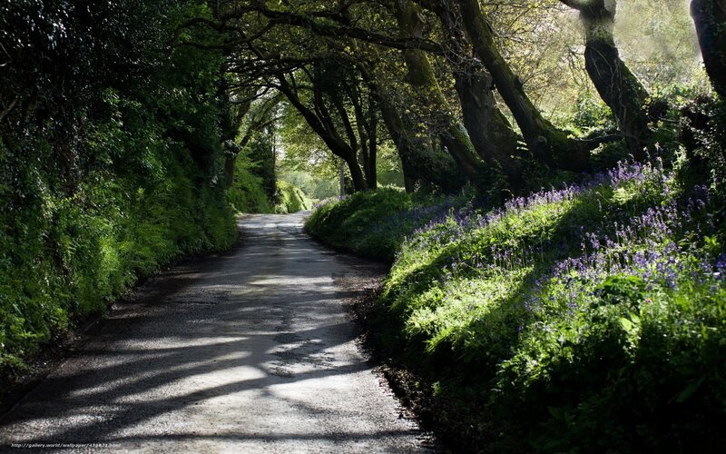 Road Through Forest — Green, Serene, Morning, Photograph, Trees, Flowers