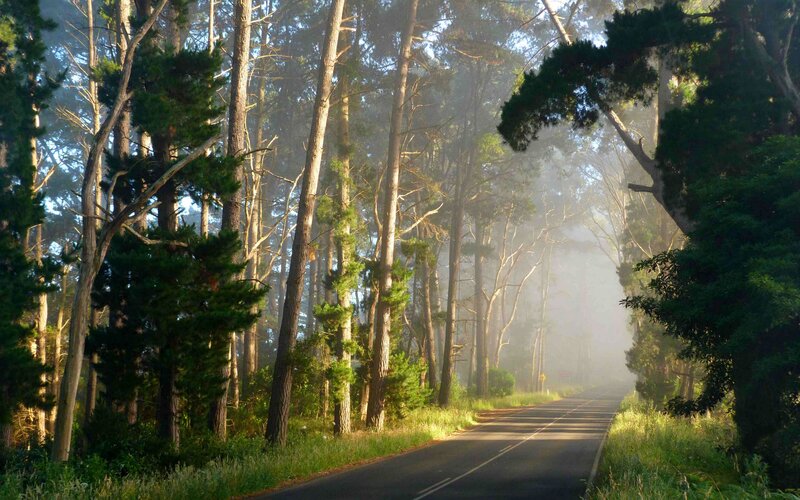 Road Through Forest — Green, Serene, Morning, Photograph, Trees, Fog, Sunlight