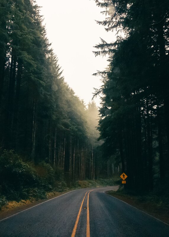 Road Through Forest — Green, Serene, Morning, Photograph, Trees, Sign