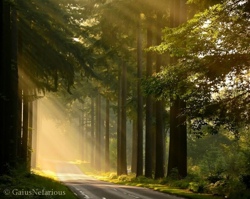 Road Through Forest — Green, Serene, Morning, Photograph, Trees