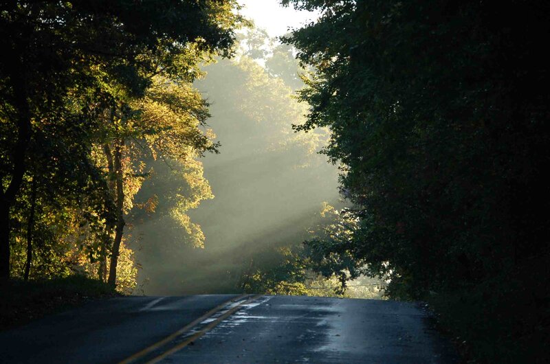 Road Through Forest — Green, Serene, Morning