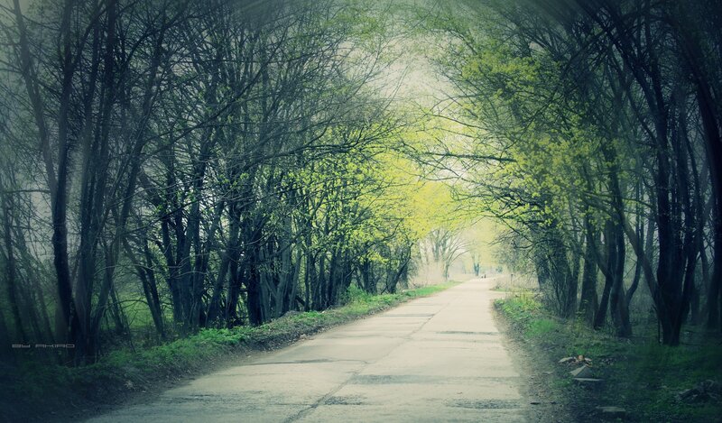 Road Through Forest — Green, Serene, Spring, Photograph