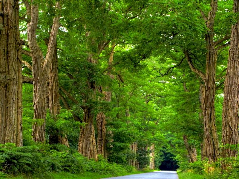 Road Through Forest — Green, Serene