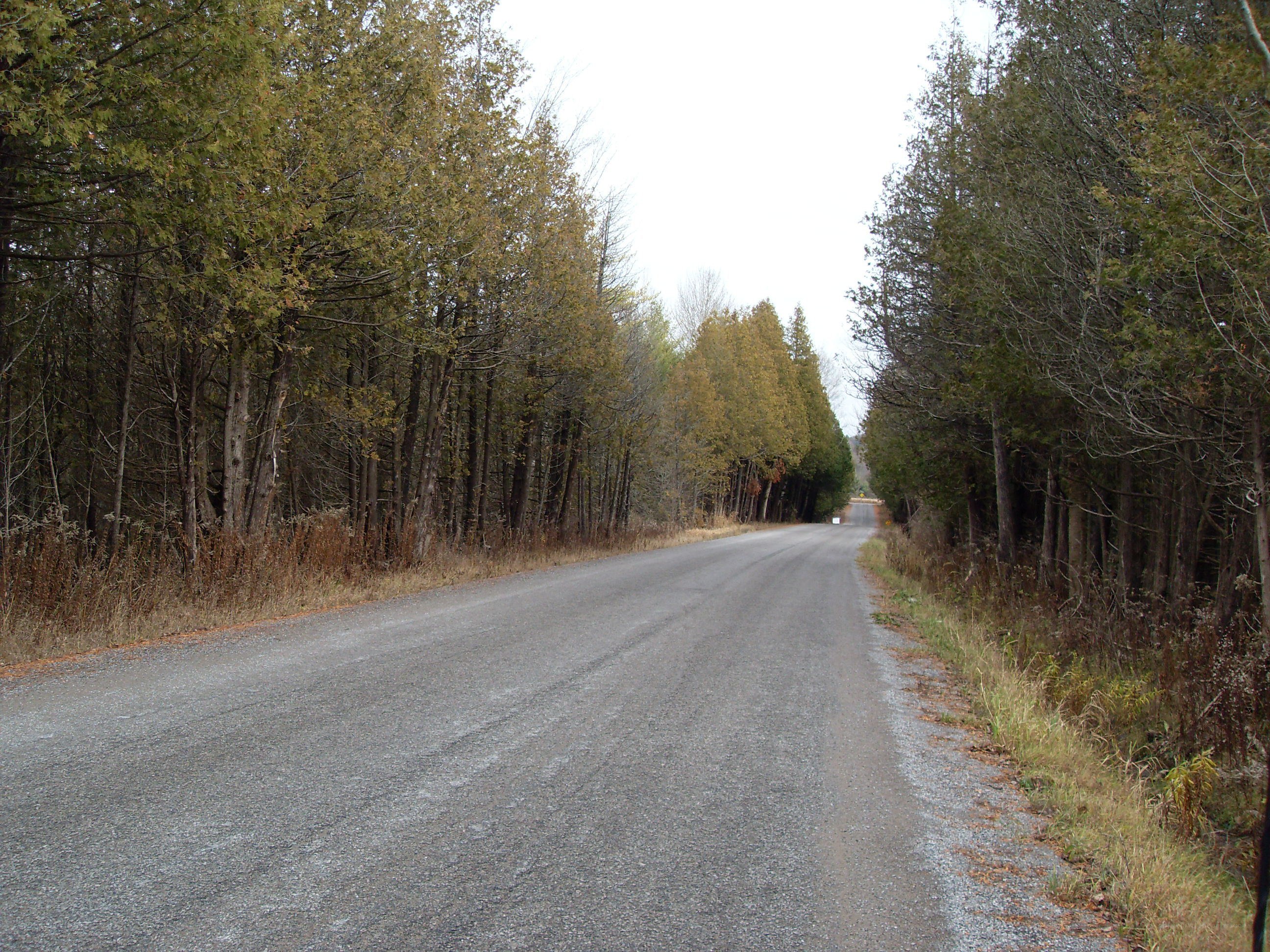 Road through forest in autumn