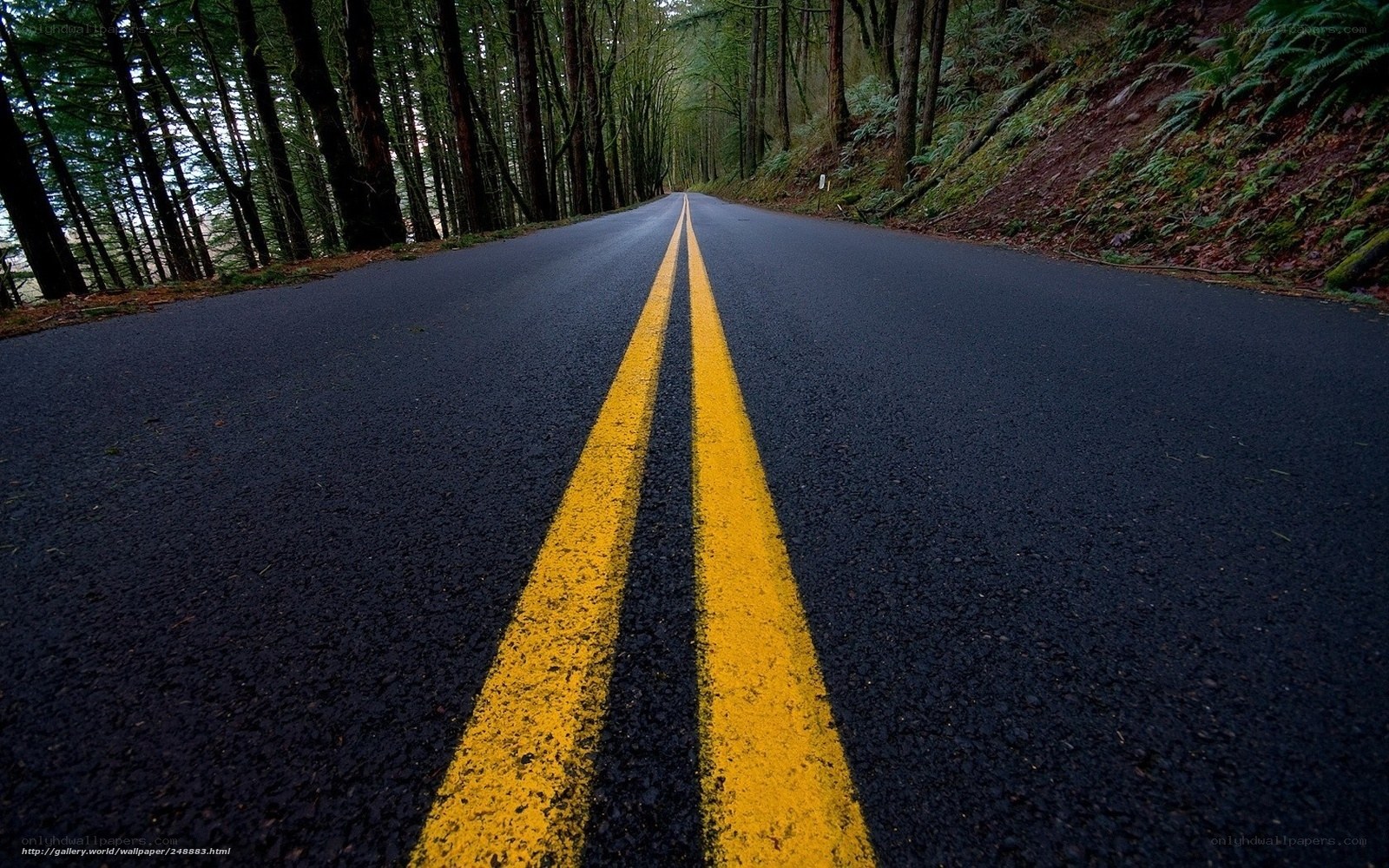 Road through forest landscape