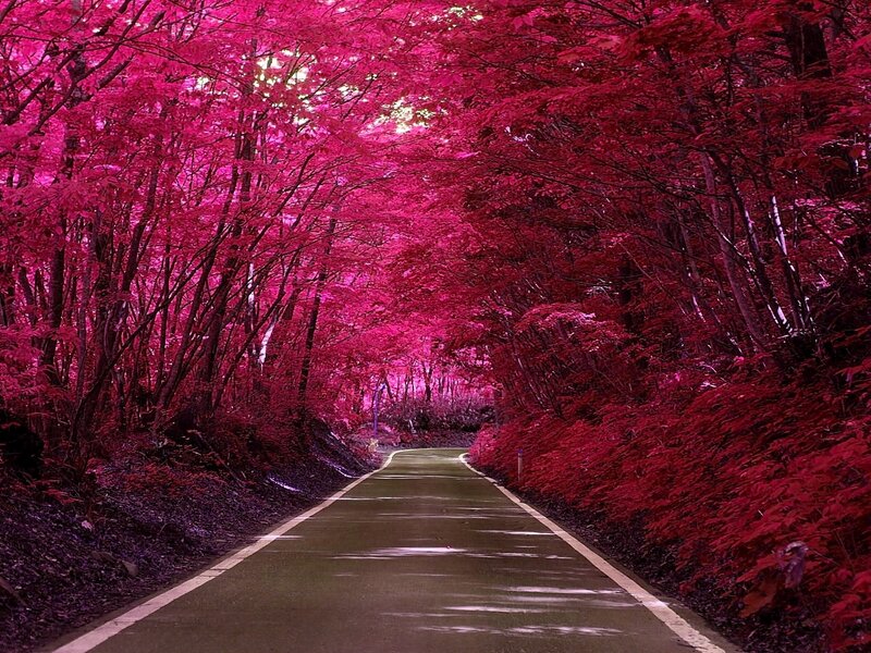 Road Through Forest — Pink