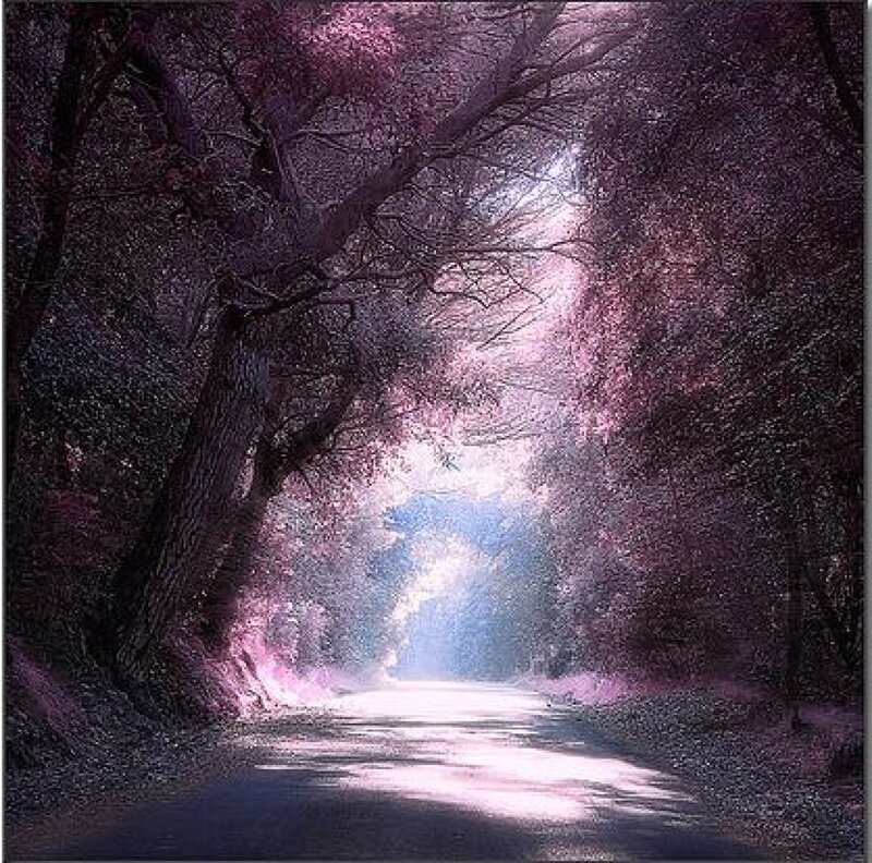 Road Through Forest — Purple, Mystical
