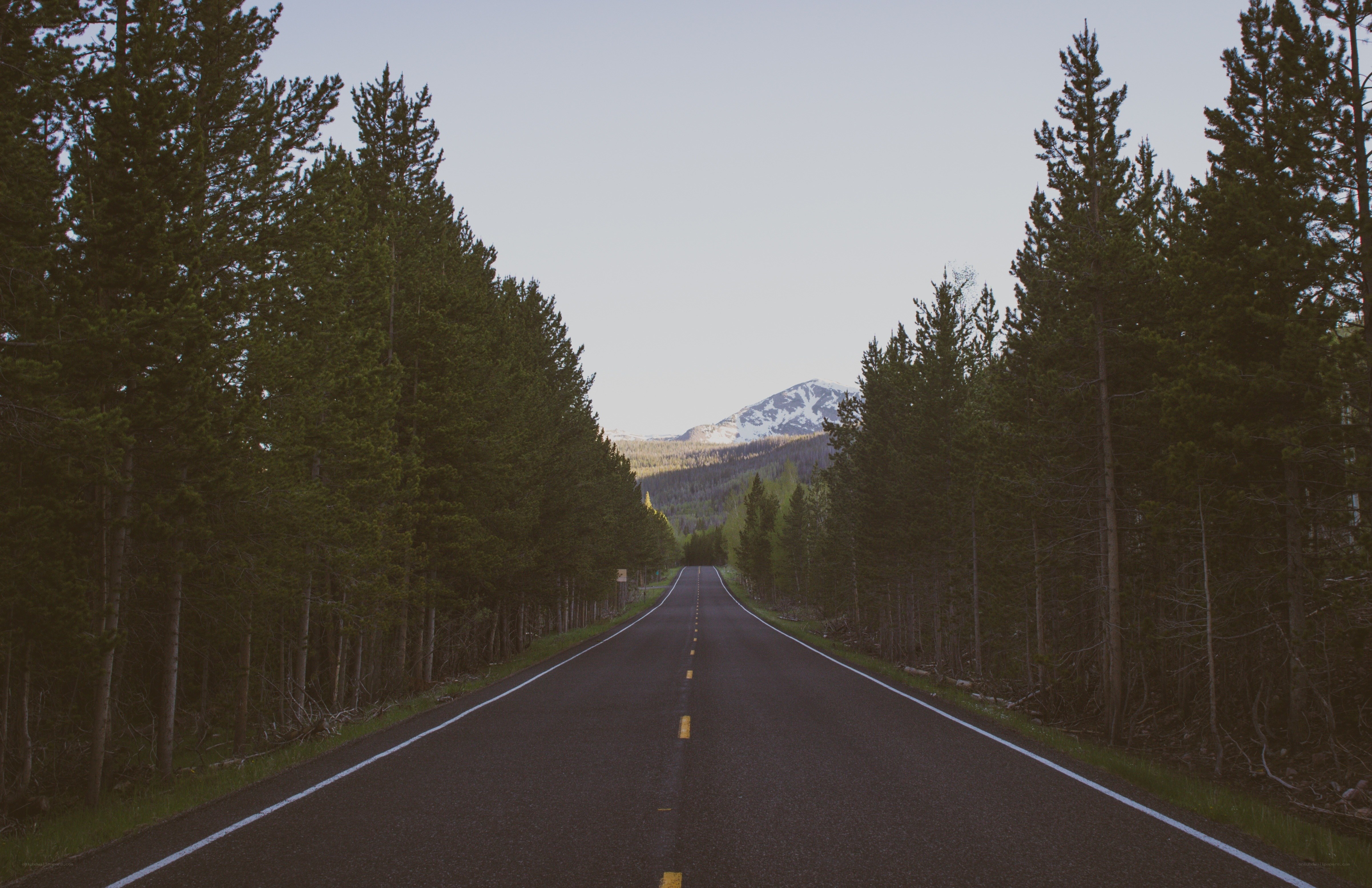 Road through forest to mountain