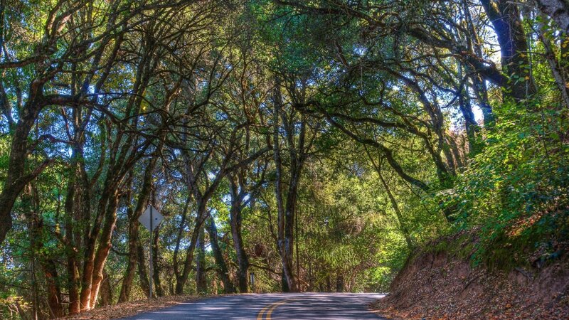 Road Through Forest Tunnel — Green, Serene
