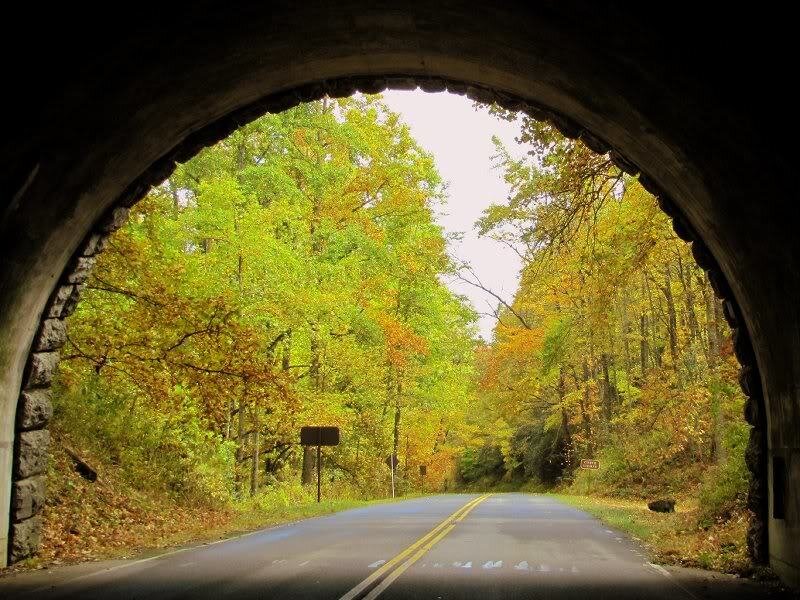 Road Through Forest Tunnel — Green