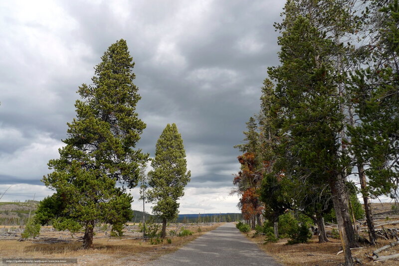 Road through forest under cloudy sky