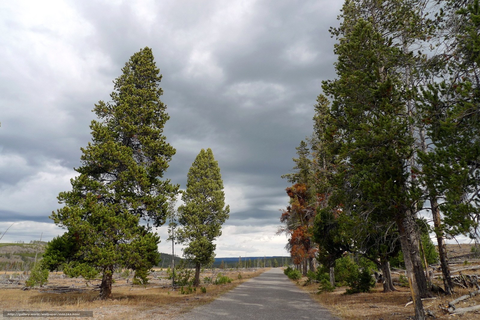 Road through forest under cloudy sky