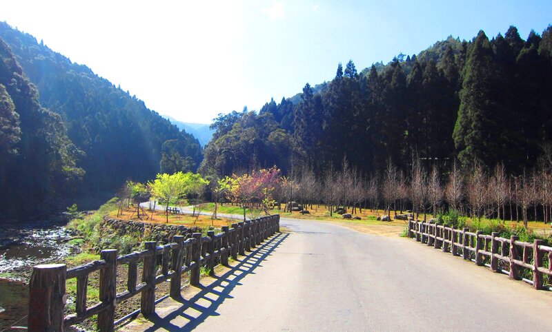 Road Through Forest Valley