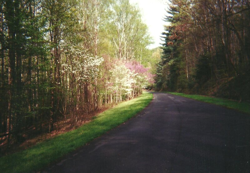 Road through forest with blooming trees