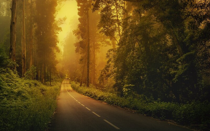Road Through Forest — Yellow, Serene, Morning