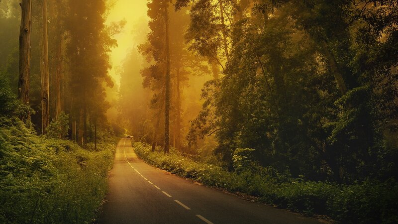 Road Through Forest — Yellow, Serene