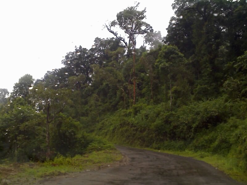 Road through forested hill
