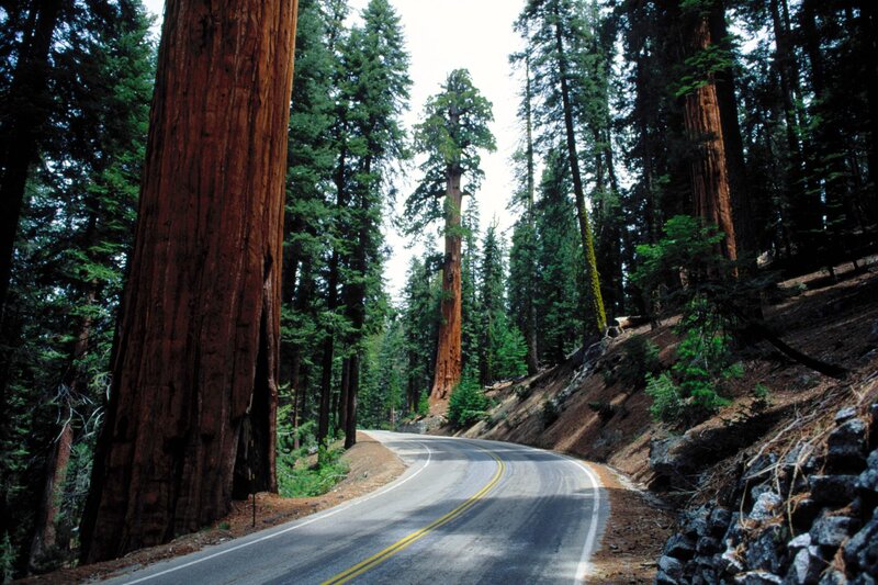 Road through giant sequoia forest