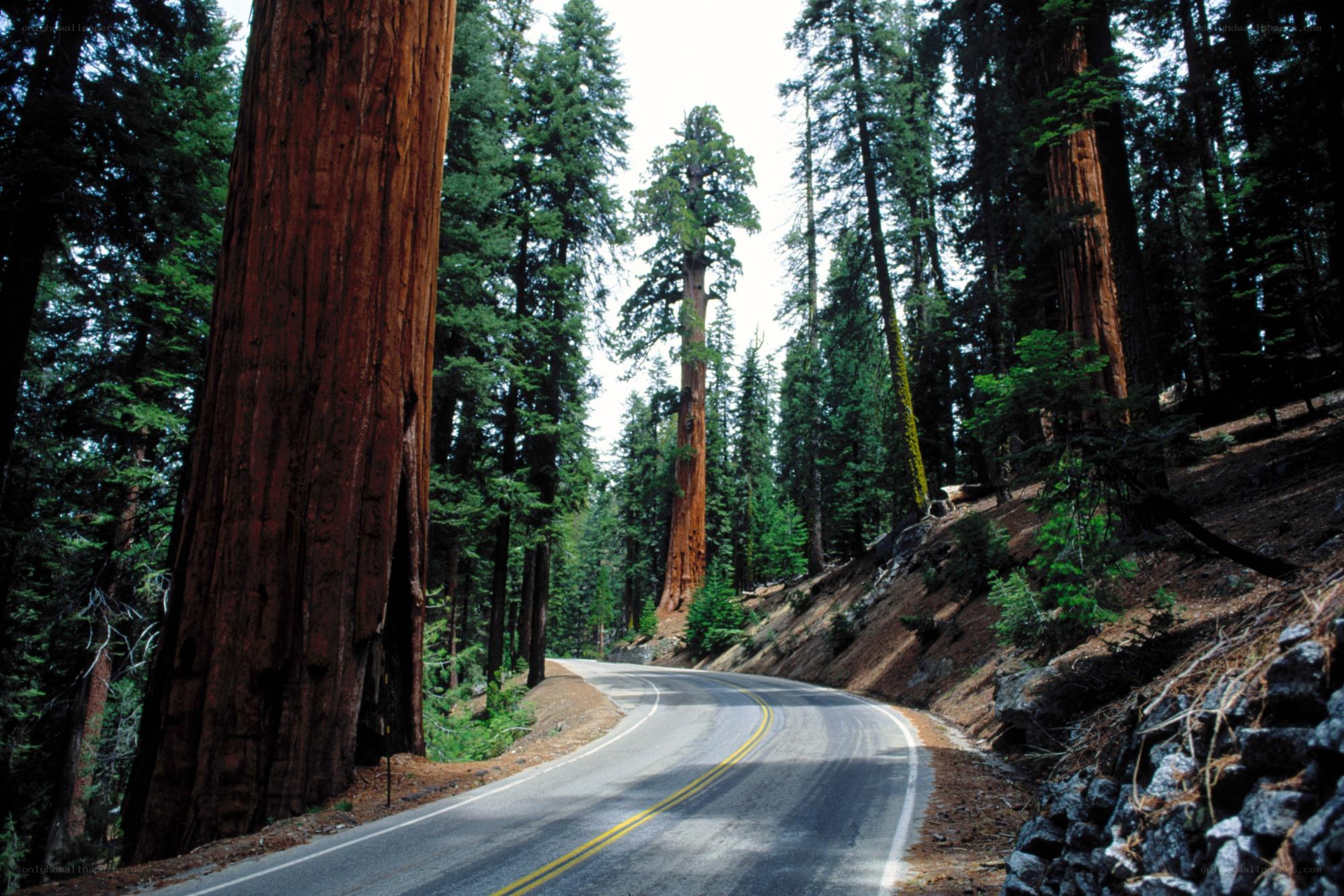 Road through giant sequoia forest