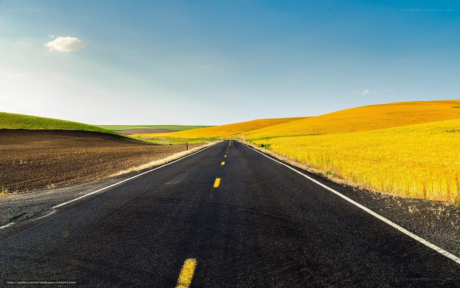 Road through golden fields