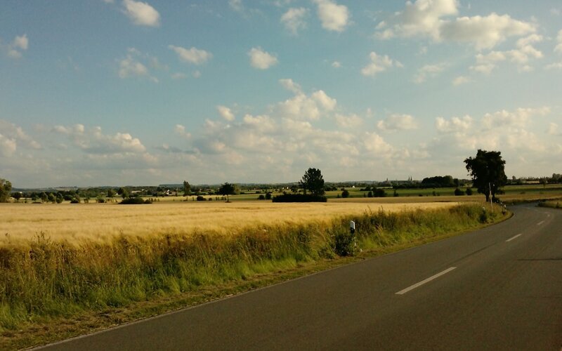 Road through golden fields
