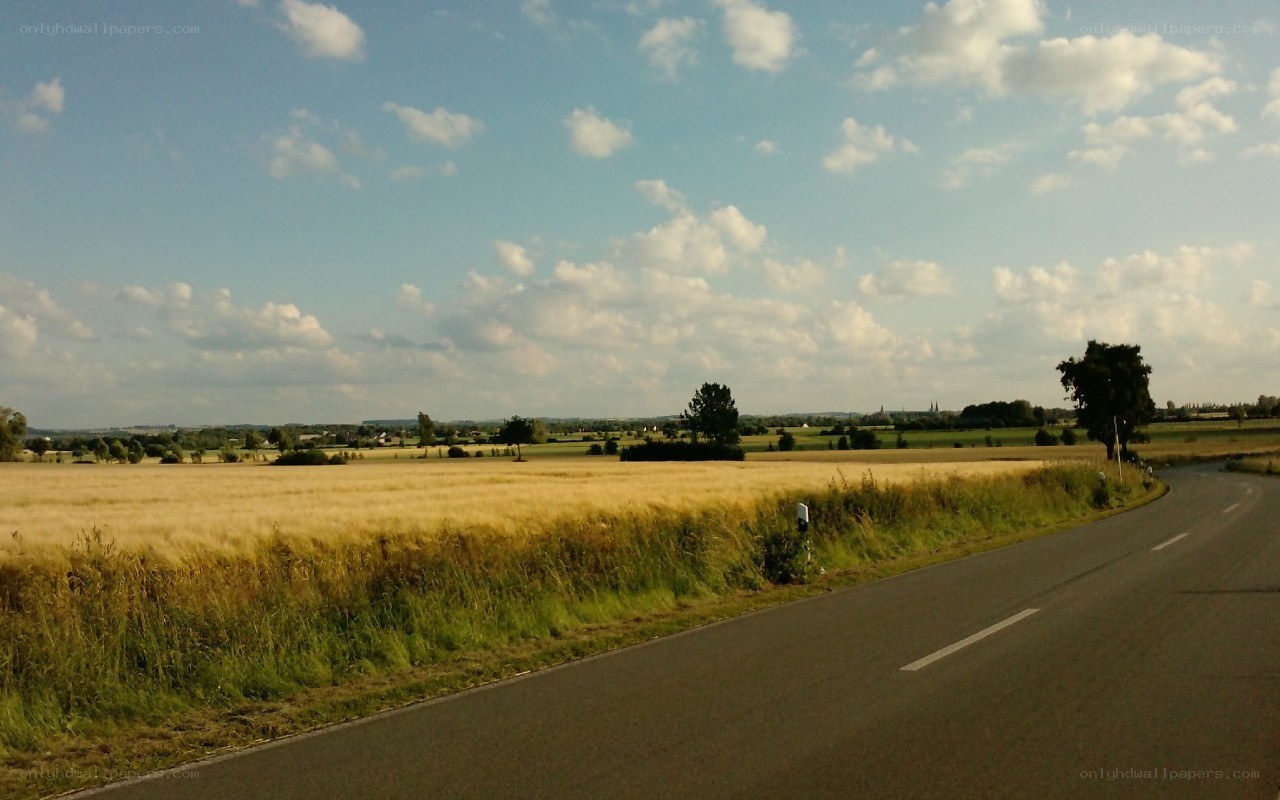 Road through golden fields