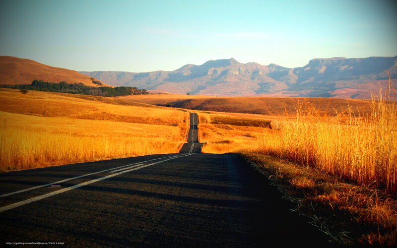 Road through golden fields