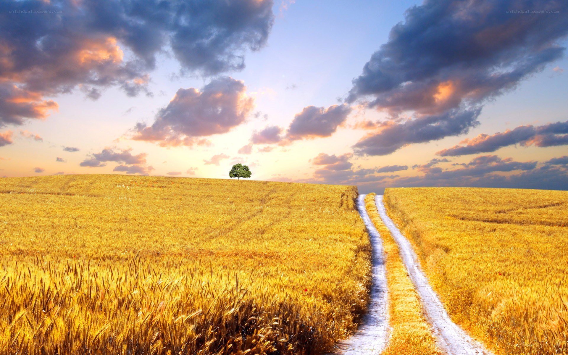 Road through golden wheat field