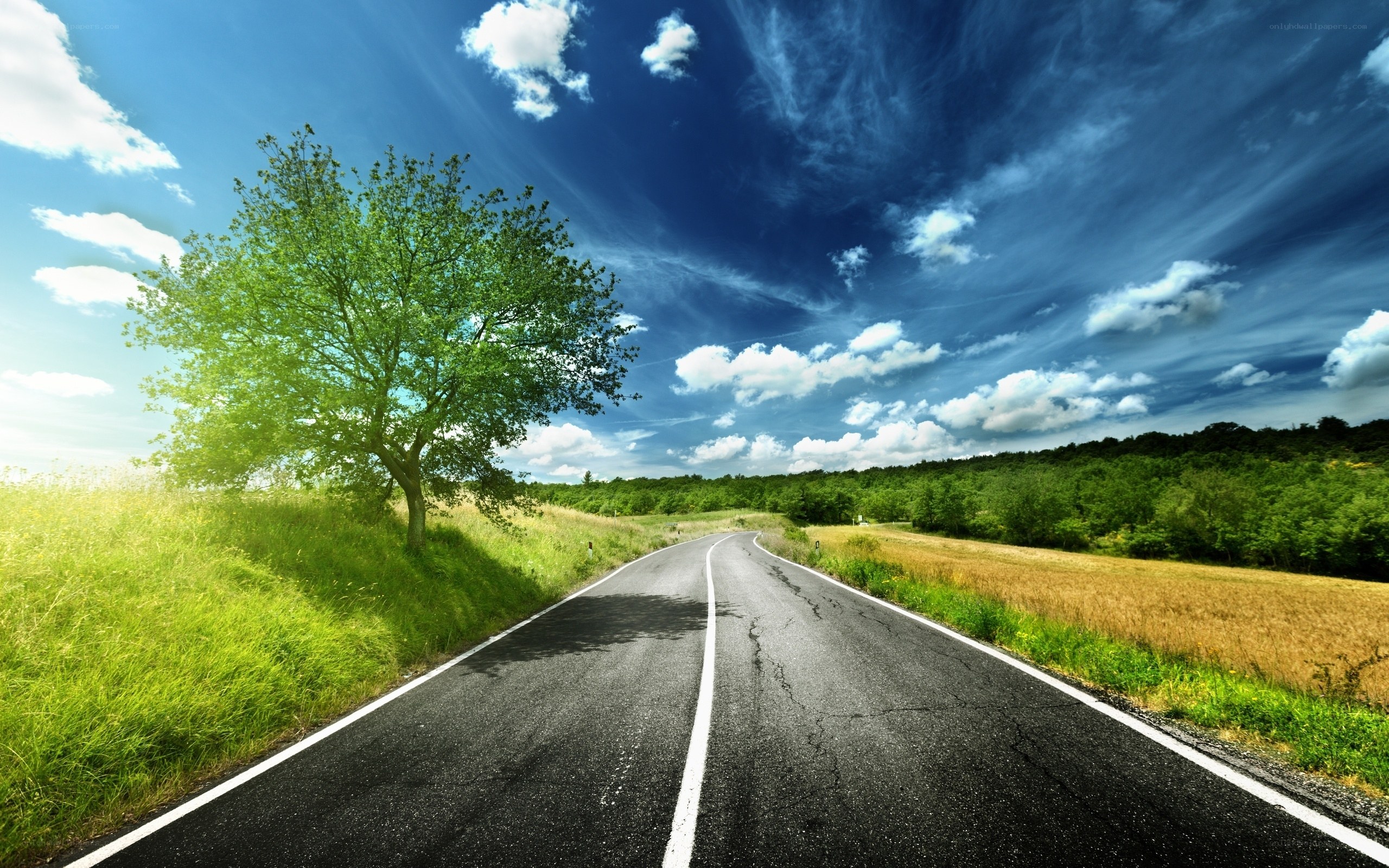 Road through green fields