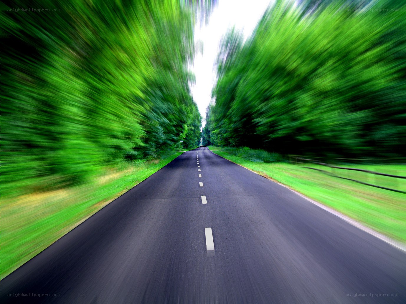Road through green forest
