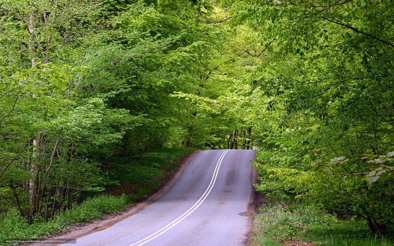 Road through green forest