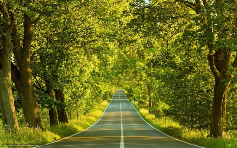 Road Through Green Trees