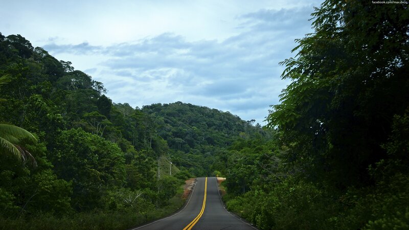 Road through lush green forest
