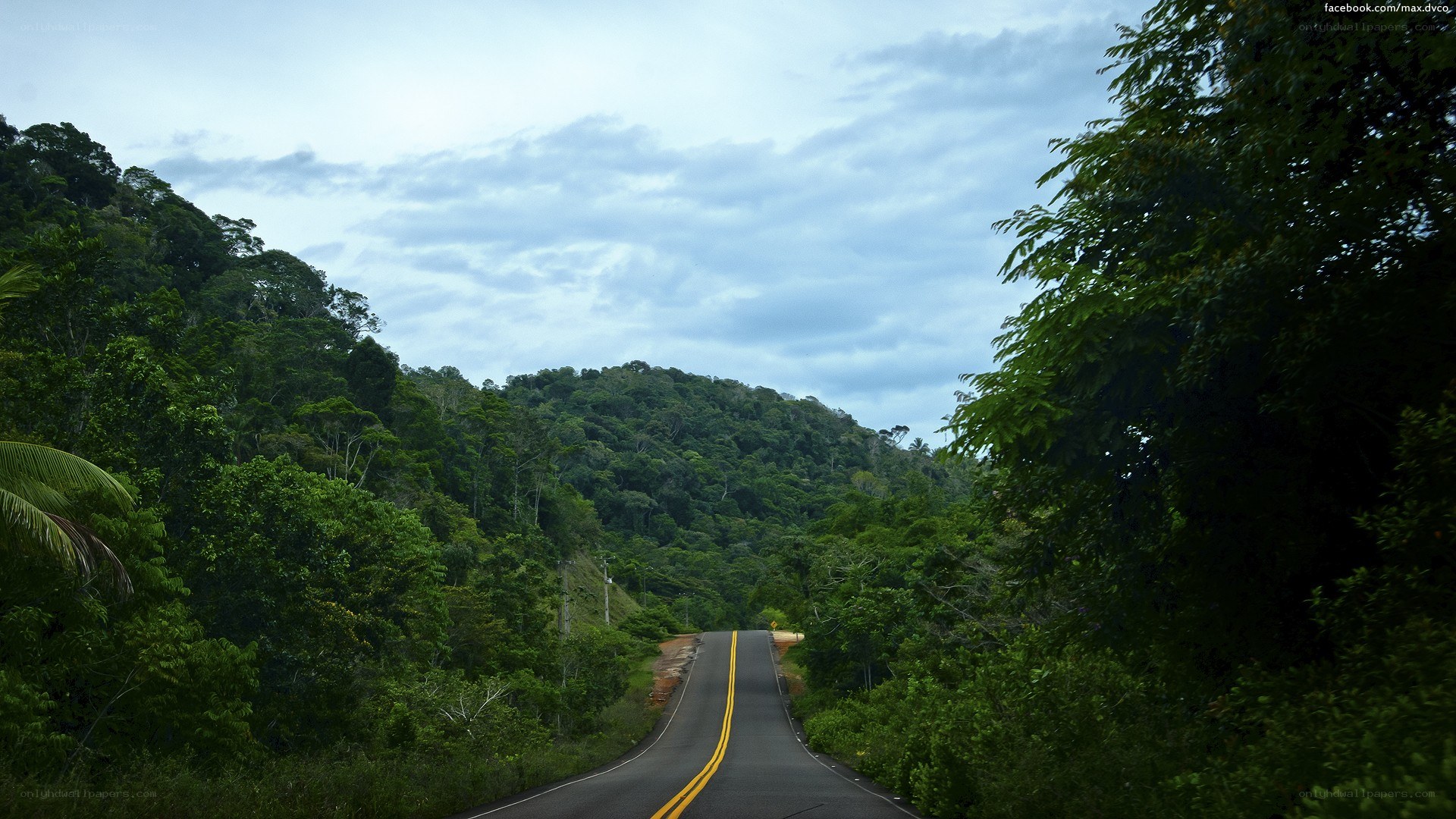 Road through lush green forest