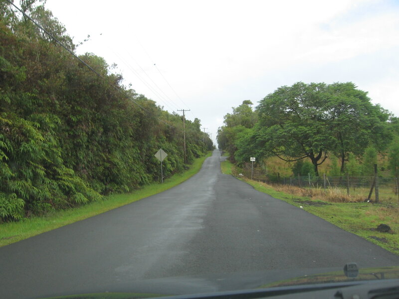 Road through lush greenery