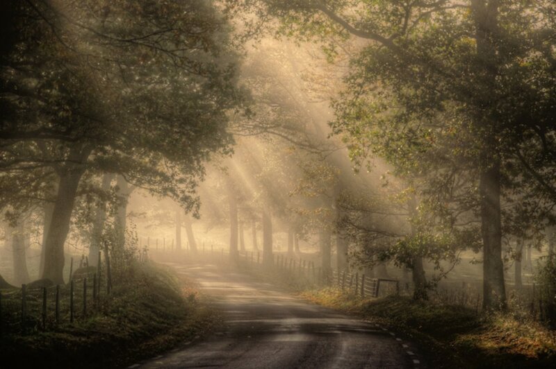 Road Through Misty Forest — Green