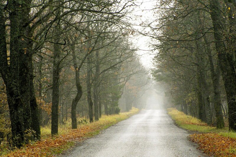 Road through misty forest
