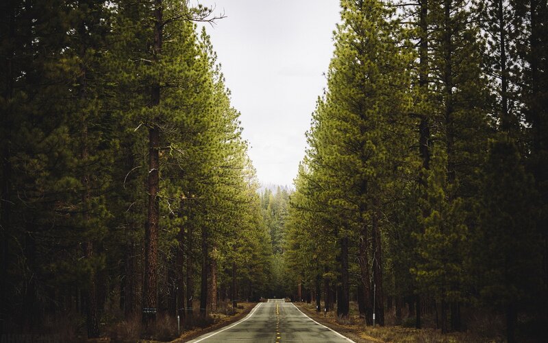 Road through pine forest
